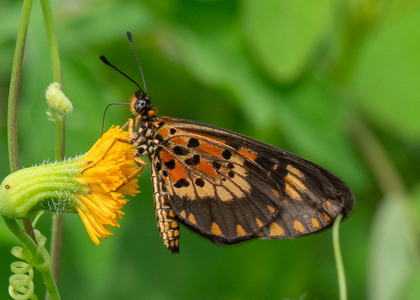 The butterfly Telchinia acerata photographed in Cameroon