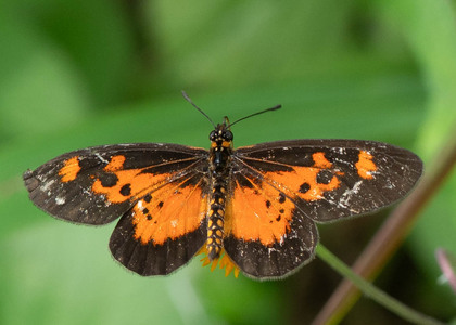 The butterfly Telchinia acerata photographed in Bimbia roadside,Cameroon