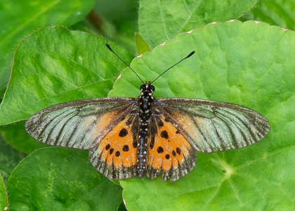 The butterfly Telchinia orestia orestia photographed in Cameroon