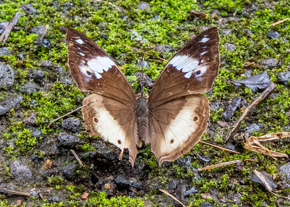 The butterfly Kallimoides rumia kassaiensis photographed in Cameroon
