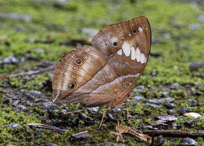 The butterfly Kallimoides rumia kassaiensis photographed in Cameroon