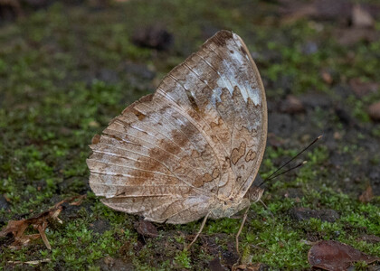 The butterfly Bebearia cocalia photographed in Cameroon