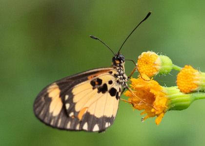 The butterfly Telchinia uvui photographed in Ekonjo falls,Cameroon