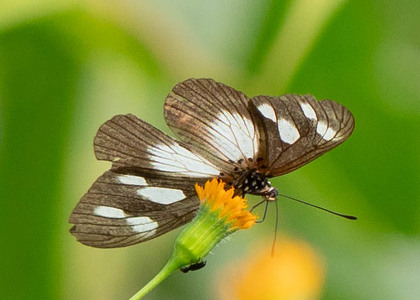 The butterfly Telchinia lycoa photographed in Cameroon