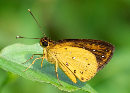The butterfly Ceratrichia phocion phocion photographed in Ekonjo falls,Cameroon