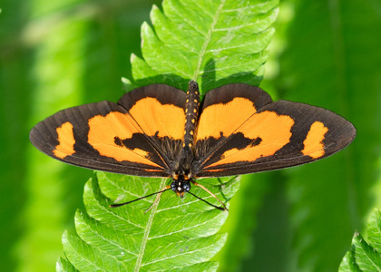 The butterfly Telchinia bonasia photographed in Cameroon