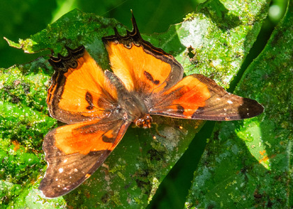 The butterfly Antanartia delius delius photographed in Cameroon