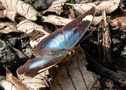 The butterfly Bebearia barce maculata photographed in Cameroon