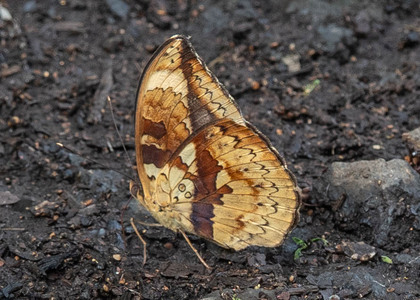 The butterfly Bebearia barce maculata photographed in Cameroon