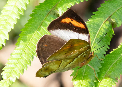 The butterfly Kallimoides rumia kassaiensis photographed in Cameroon