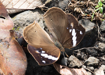 The butterfly Kallimoides rumia kassaiensis photographed in Cameroon