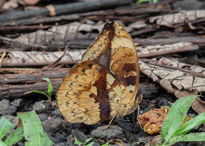 The butterfly Bebearia barce maculata photographed in Ekonjo falls,Cameroon