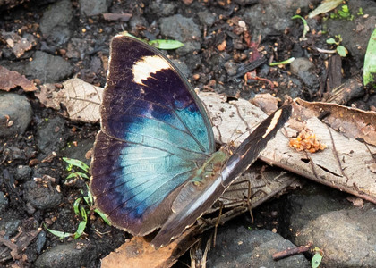 The butterfly Bebearia barce maculata photographed in Ekonjo falls, 