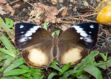 The butterfly Kallimoides rumia kassaiensis photographed in Cameroon