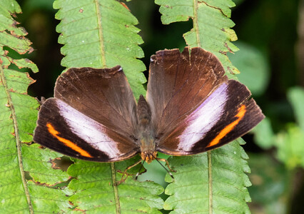The butterfly Kallimoides rumia kassaiensis photographed in Cameroon