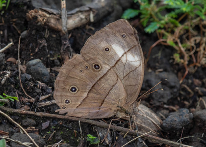 The butterfly Bicyclus graueri graueri photographed in Cameroon