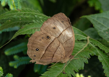 The butterfly Bicyclus graueri graueri photographed in Ekonjo falls,Cameroon