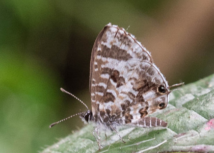The butterfly Cacyreus lingeus photographed in Ekonjo falls,Cameroon