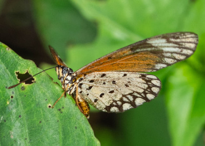 The butterfly Telchinia serena photographed in Ekonjo falls,Cameroon