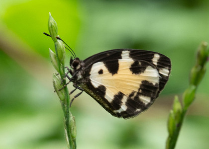 The butterfly Falcuna synesia fusca photographed in Cameroon