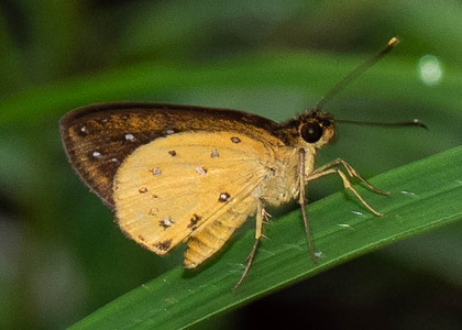 The butterfly Ceratrichia phocion phocion photographed in Cameroon