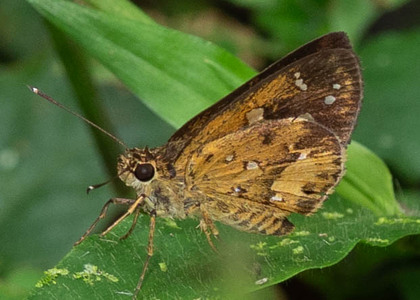 The butterfly Pardaleodes sator photographed in Ekonjo falls,Cameroon