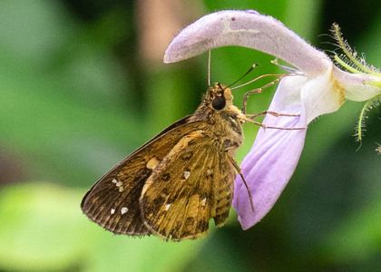 The butterfly Pardaleodes sator photographed in Cameroon