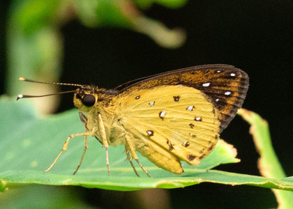The butterfly Ceratrichia phocion phocion photographed in Cameroon