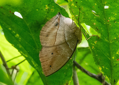 The butterfly Kallimoides rumia kassaiensis photographed in Cameroon