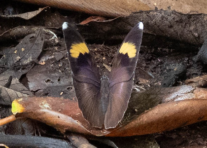 The butterfly Euphaedra medon photographed in Mengueme trail, Ebogo,Cameroon