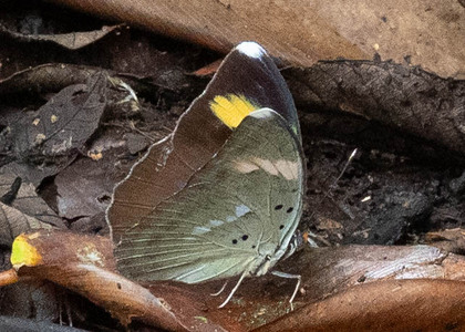The butterfly Euphaedra medon photographed in Cameroon