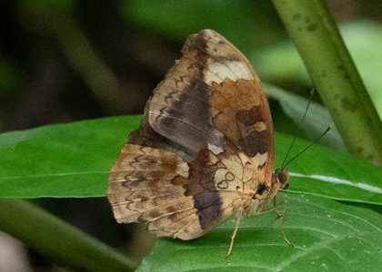 The butterfly Bebearia barce maculata photographed in Cameroon