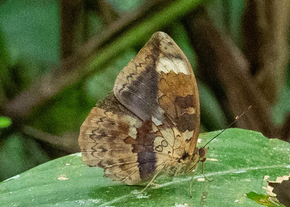 The butterfly Bebearia barce maculata photographed in Cameroon