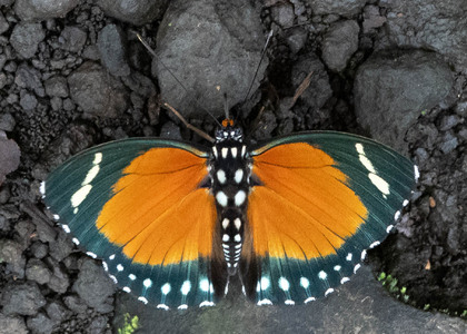 The butterfly Euphaedra simplex photographed in Ekonjo falls,Cameroon