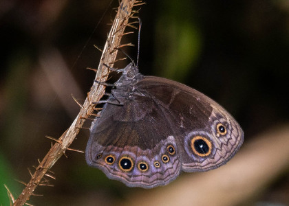 The butterfly Bicyclus photographed in Cameroon