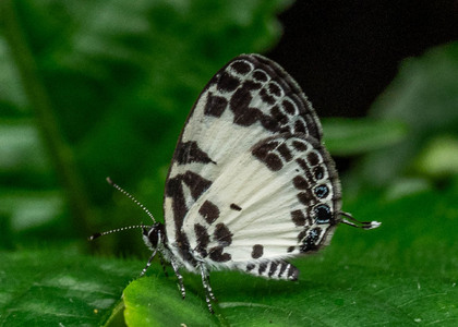 The butterfly Tuxentius carana photographed in Ekonjo falls,Cameroon