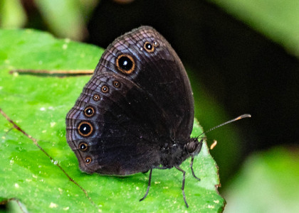 The butterfly Bicyclus martius photographed in Ekonjo falls,Cameroon
