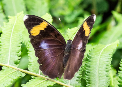 The butterfly Euphaedra medon medon photographed in Ekonjo falls,Cameroon