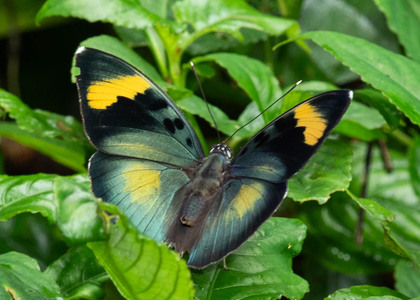 The butterfly Euphaedra medon photographed in Cameroon