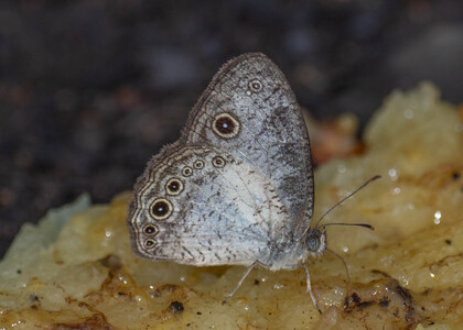 The butterfly Bicyclus dorothea dorothea photographed in Ekonjo falls,Cameroon