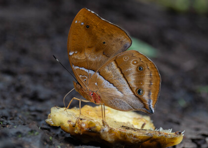 The butterfly Kallimoides rumia kassaiensis photographed in Cameroon