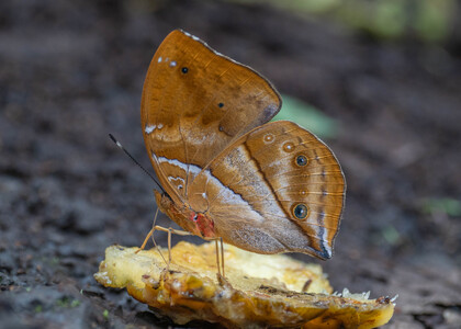 The butterfly Kallimoides rumia kassaiensis photographed in Cameroon