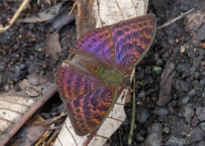 The butterfly Bebearia tentyris group photographed in Cameroon