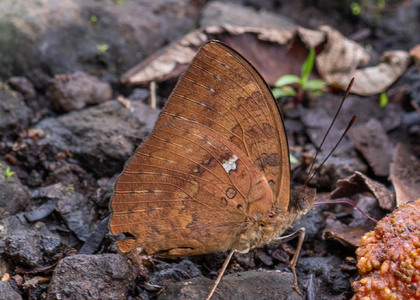 The butterfly Bebearia tentyris group photographed in Cameroon