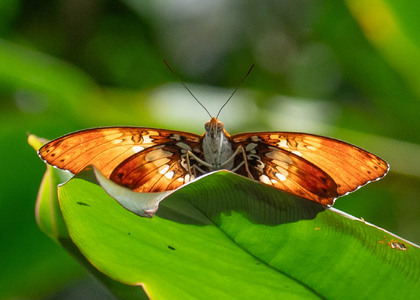 The butterfly Cymothoe beckeri photographed in Cameroon