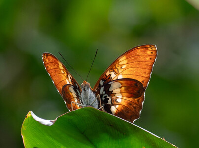 The butterfly Cymothoe beckeri photographed in Cameroon