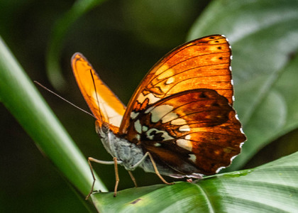 The butterfly Cymothoe beckeri photographed in Cameroon