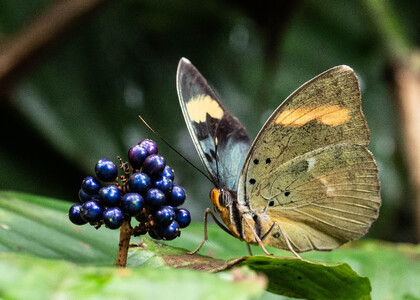 The butterfly Euphaedra medon photographed in Cameroon