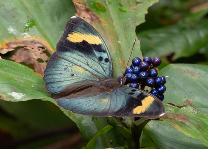 The butterfly Euphaedra medon photographed in Cameroon