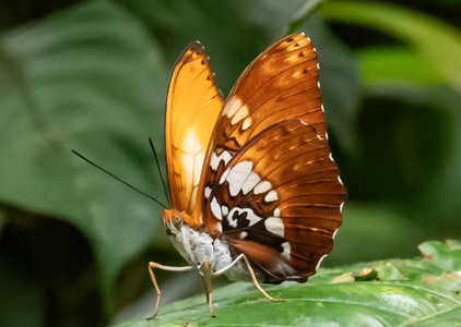 The butterfly Cymothoe beckeri photographed in Cameroon